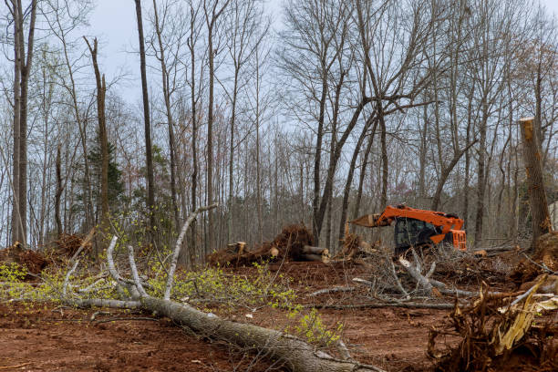 Tree Services